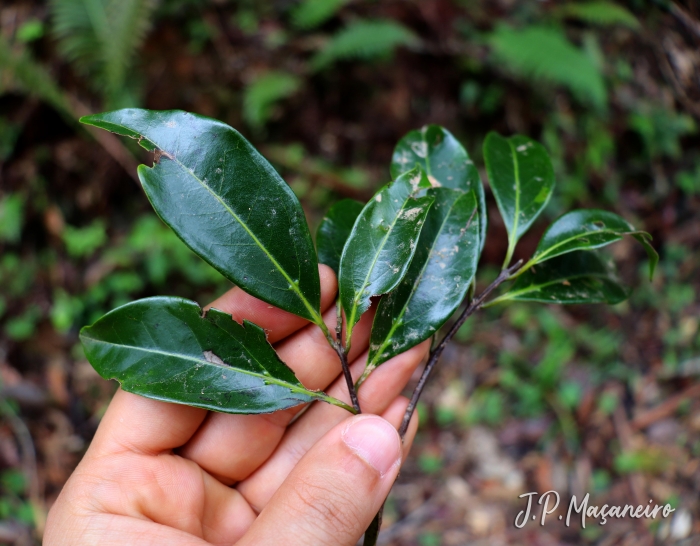 Ocotea catharinensis