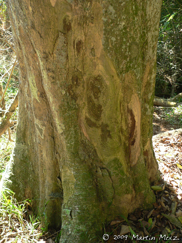 Ocotea catharinensis