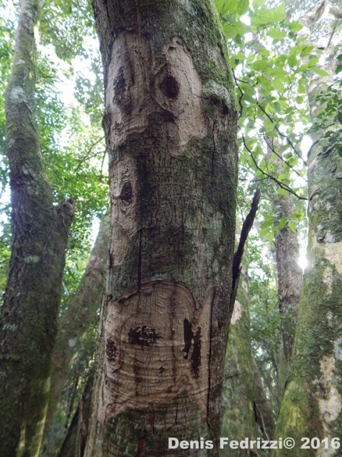 Ocotea catharinensis