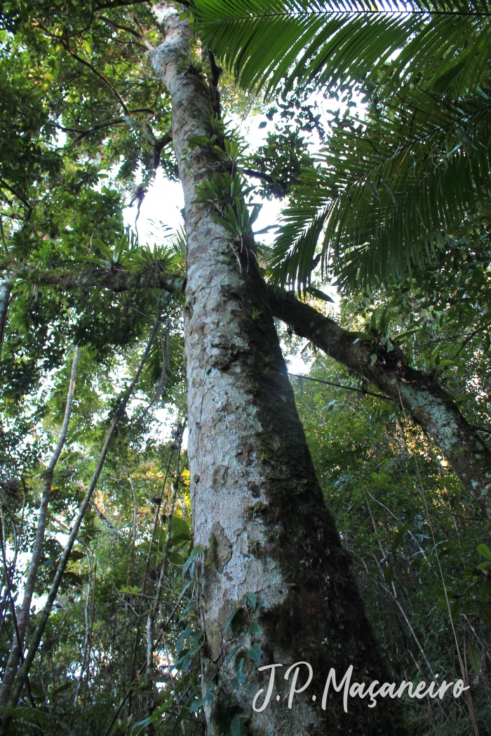 Ocotea catharinensis