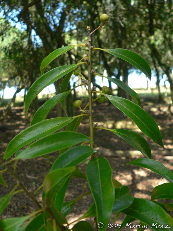 Ocotea catharinensis