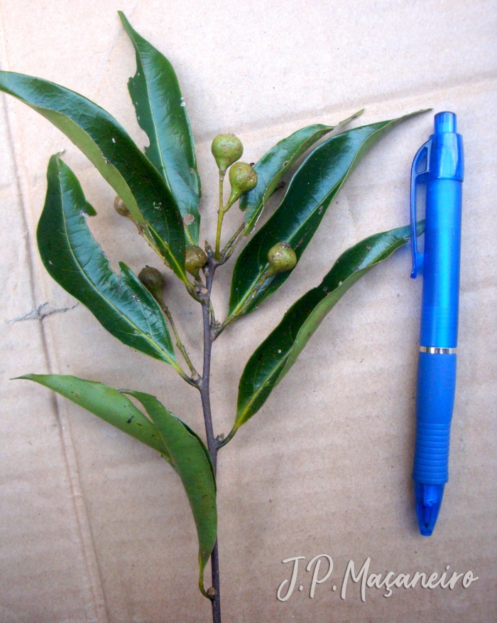 Ocotea catharinensis