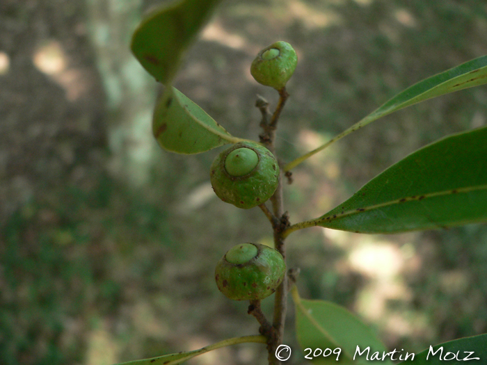 Ocotea catharinensis