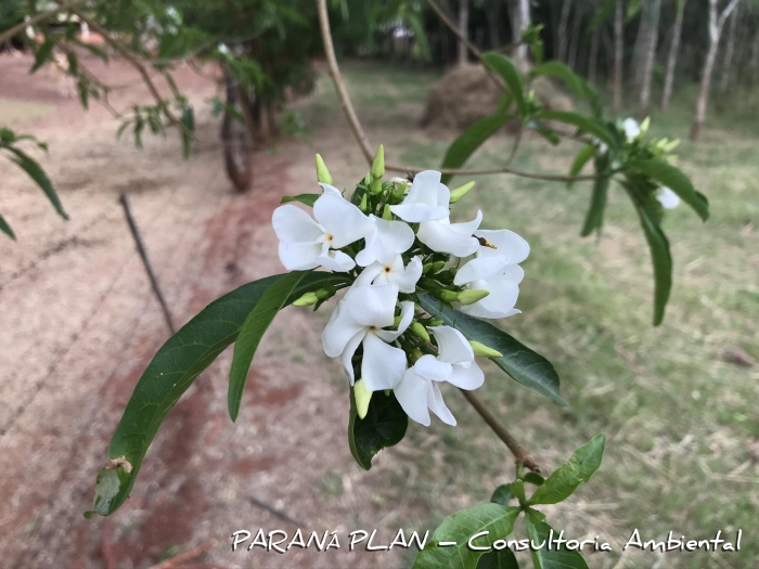 Tabernaemontana catharinensis