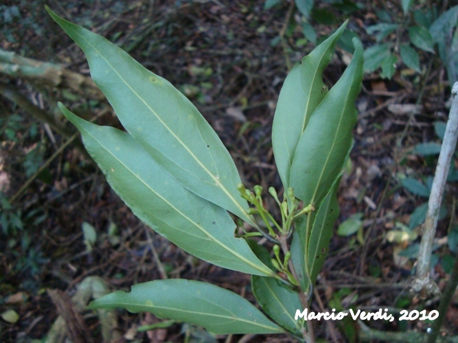 Ocotea catharinensis