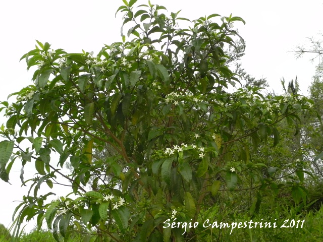 Tabernaemontana catharinensis