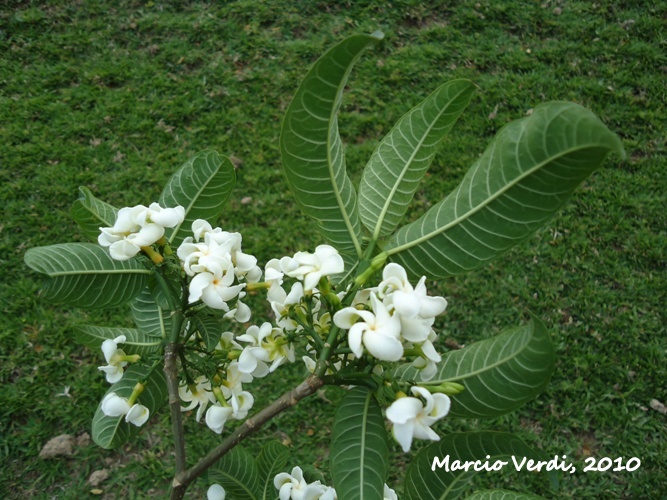 Tabernaemontana catharinensis