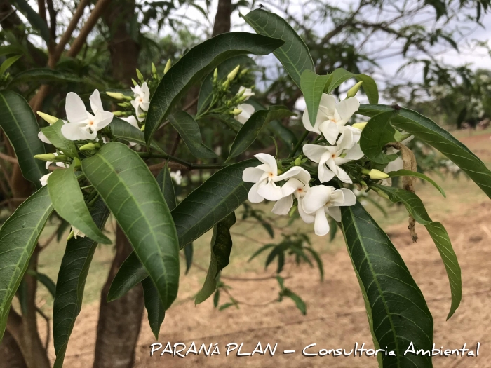 Tabernaemontana catharinensis