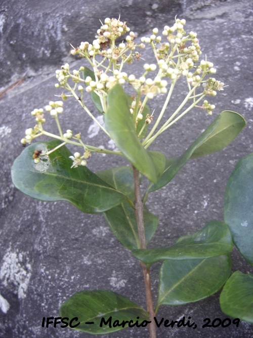 Myrcia glabra