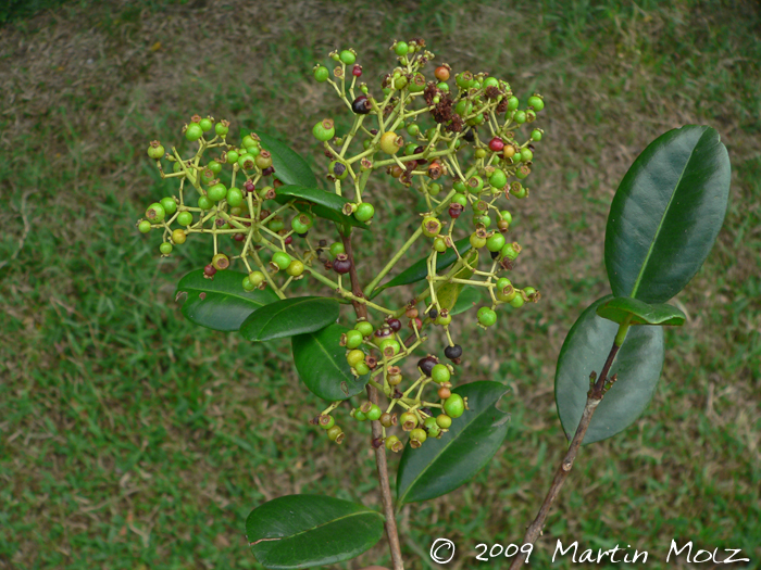 Myrcia glabra