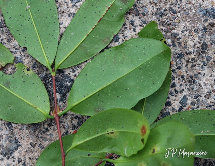 Myrcia glabra