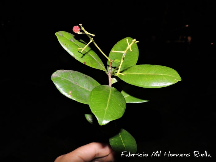 Myrcia glabra
