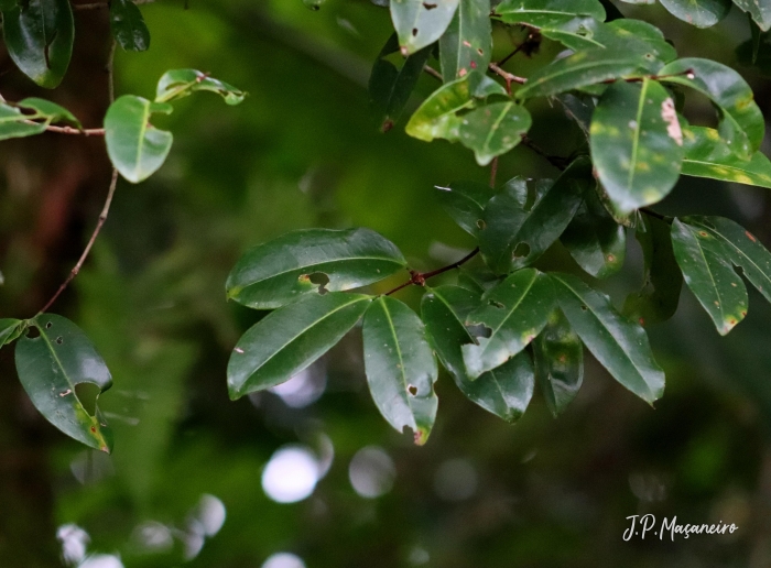 Myrcia glabra