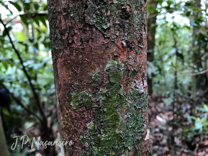 Myrcia glabra