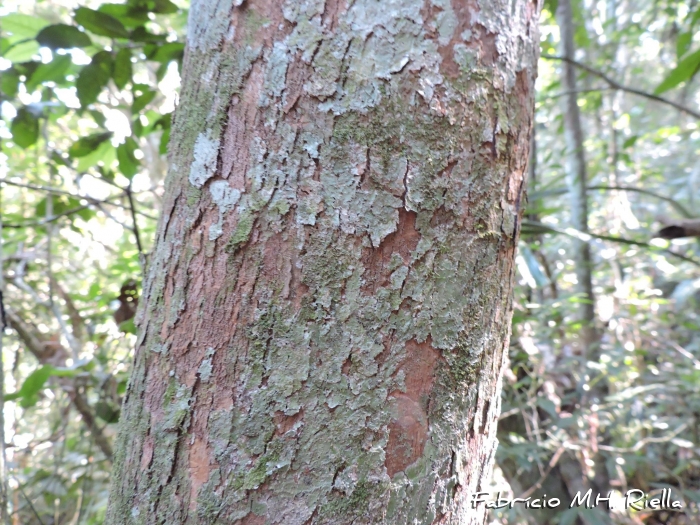 Myrcia glabra