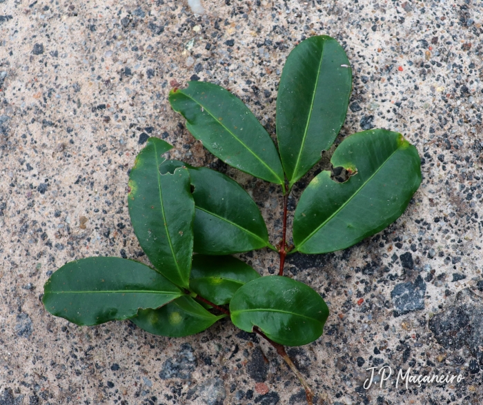 Myrcia glabra