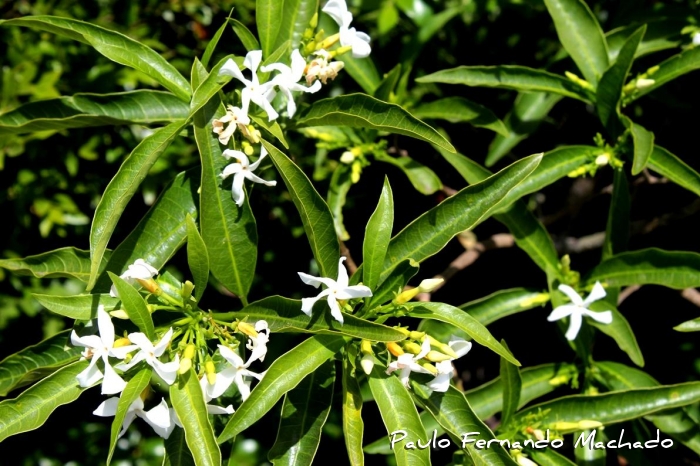 Tabernaemontana catharinensis