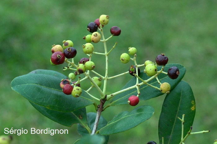 Myrcia glabra