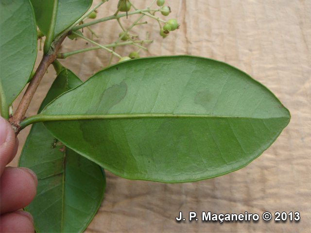 Myrcia glabra