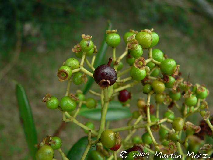 Myrcia glabra