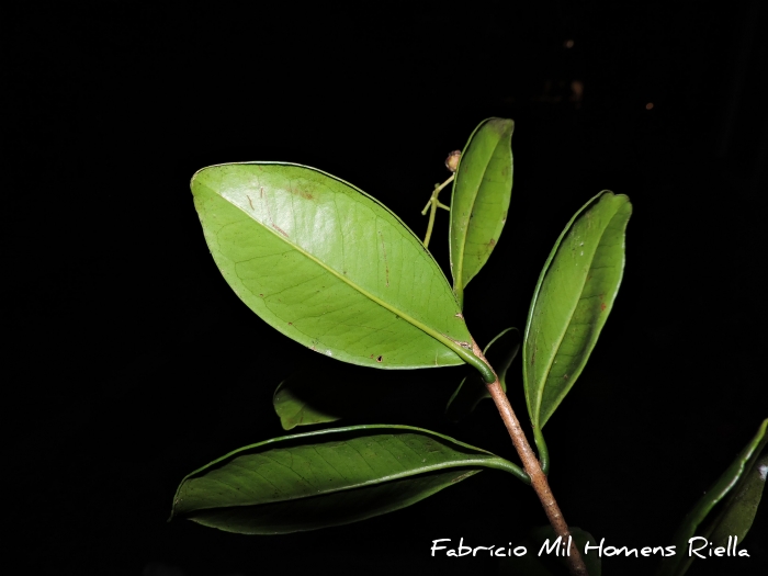 Myrcia glabra