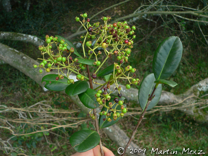 Myrcia glabra