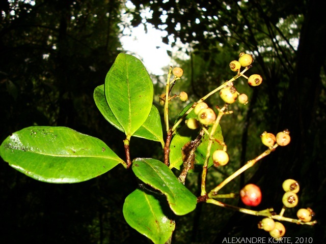 Myrcia glabra