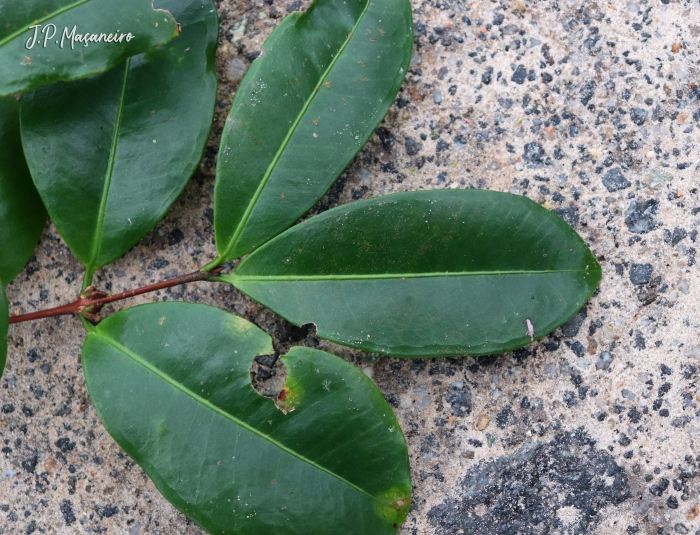 Myrcia glabra