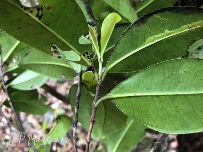 Myrcia glabra