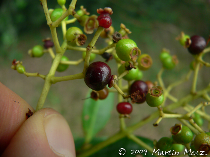 Myrcia glabra