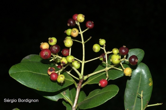 Myrcia glabra