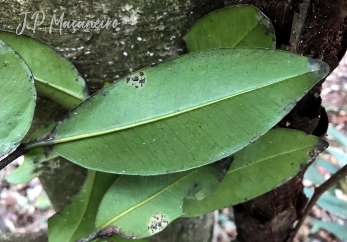 Myrcia glabra