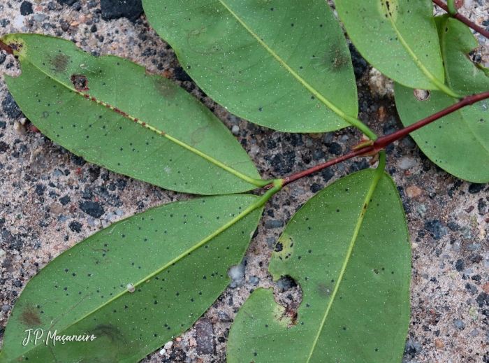 Myrcia glabra