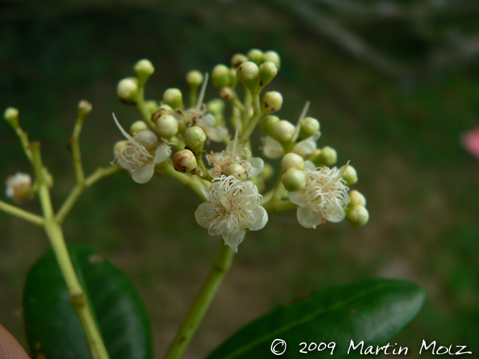 Myrcia glabra