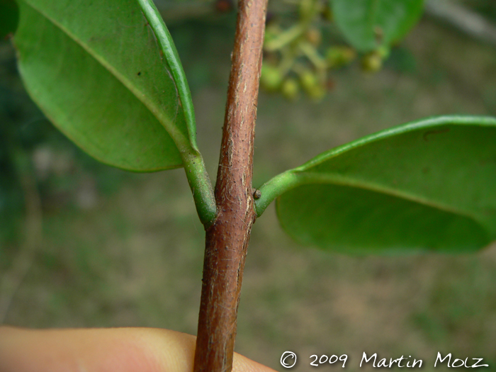 Myrcia glabra