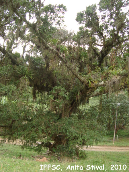 Ficus cestrifolia