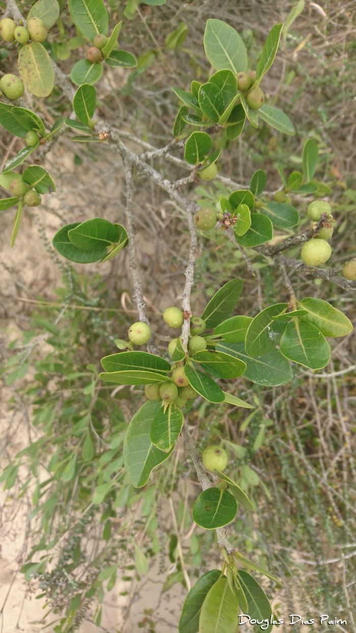 Ficus cestrifolia