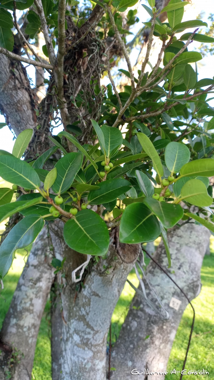 Ficus cestrifolia