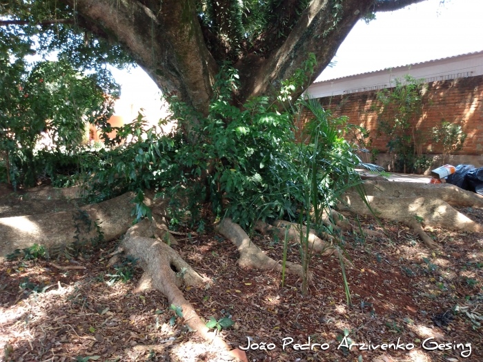 Ficus cestrifolia