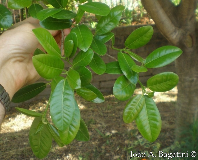 Ficus cestrifolia