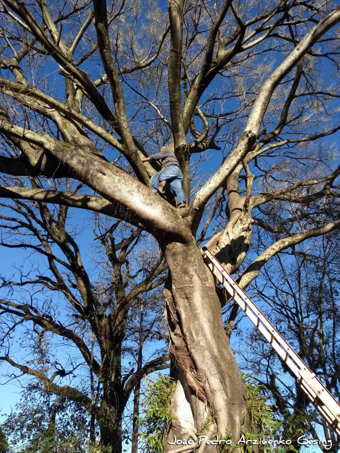 Ficus cestrifolia