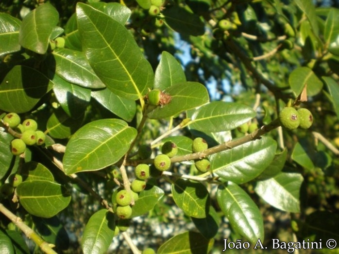 Ficus cestrifolia