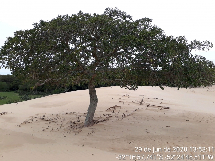 Ficus cestrifolia