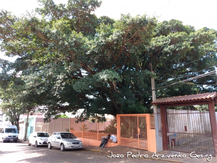 Ficus cestrifolia