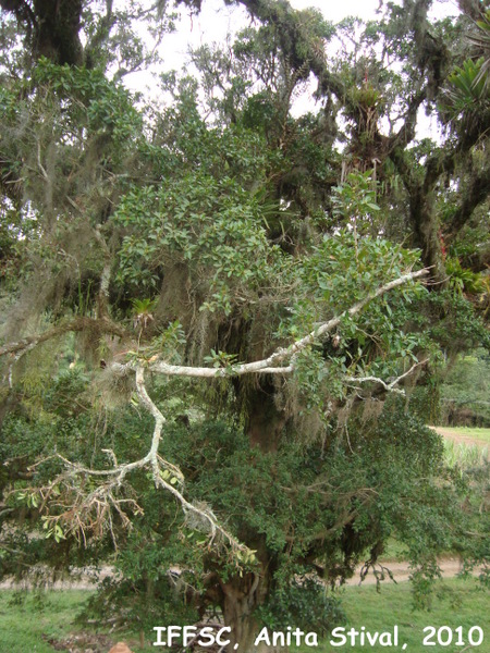 Ficus cestrifolia