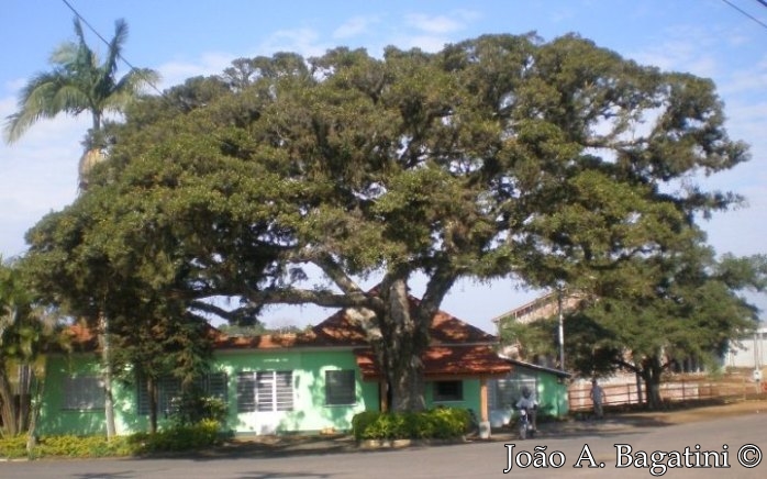 Ficus cestrifolia