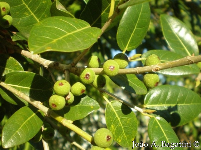 Ficus cestrifolia