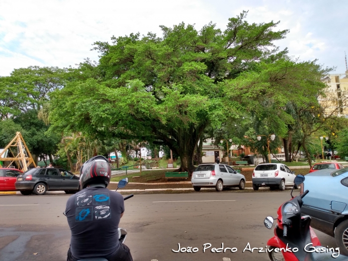 Ficus cestrifolia