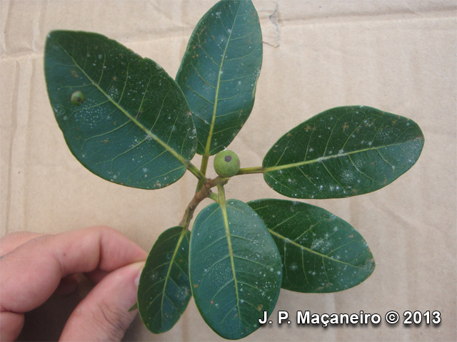 Ficus cestrifolia