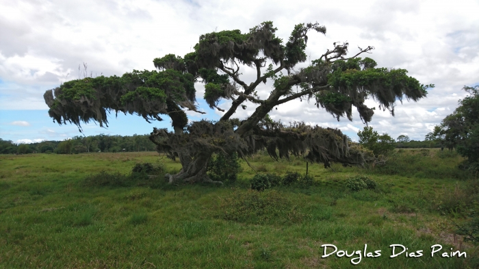 Ficus cestrifolia